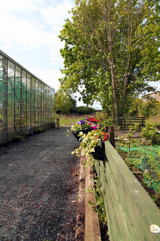 Men's shed glasshouse