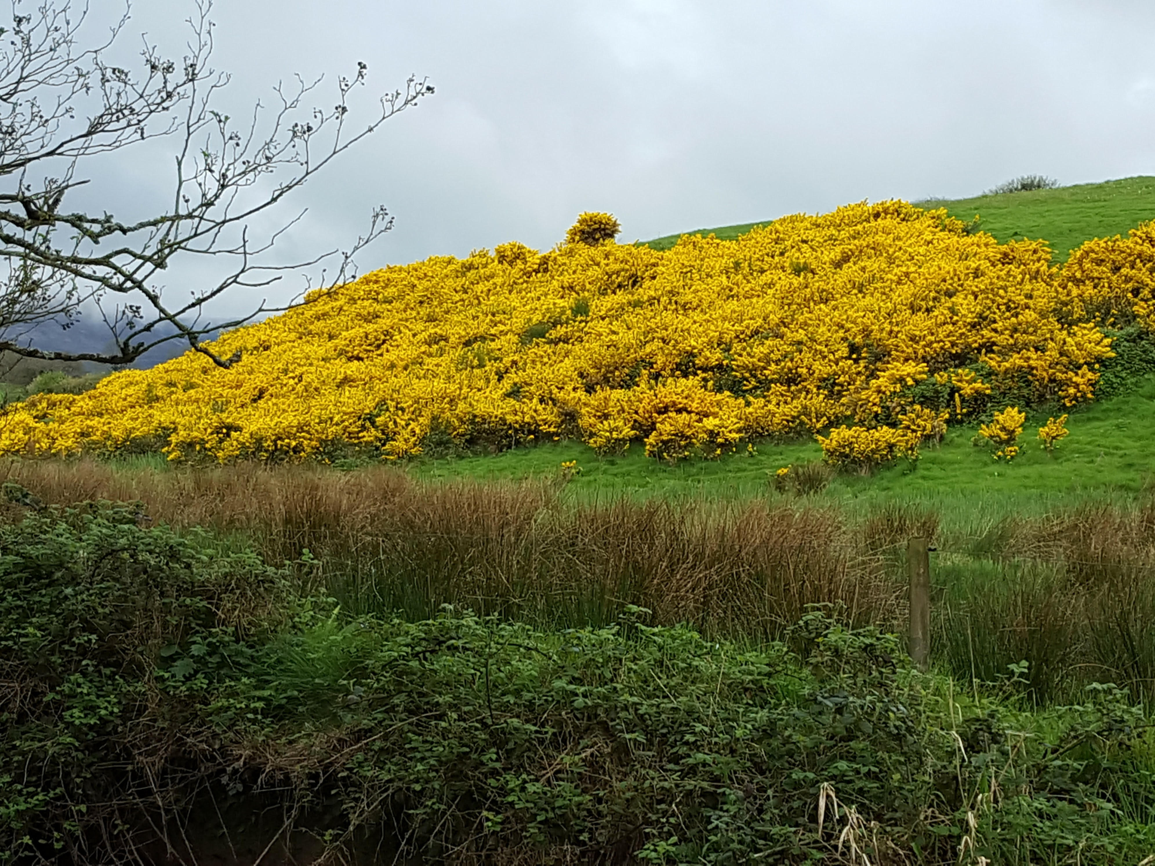 The early signs of spring begin to show on the River Keale walk at Glenroe, Co. Limerick.