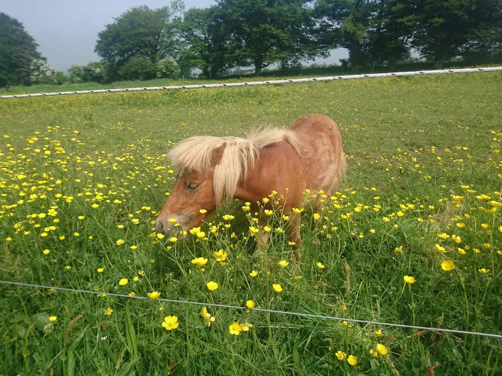 Limerick Animal Welfare's Field of dreams