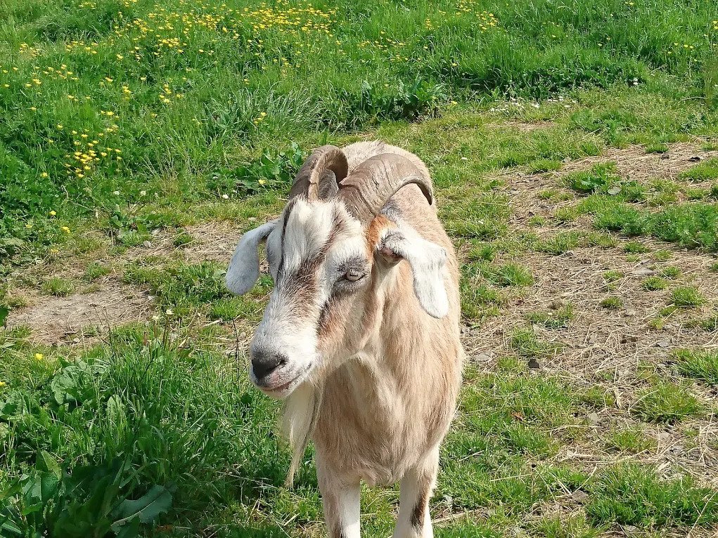 limerick animal welfare