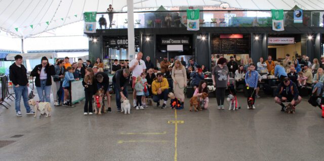Family fun Dog Show
