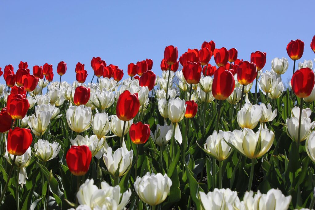 Springtime flowers